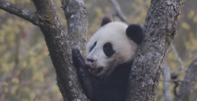 El oso panda ya no es una especie "en peligro" según China