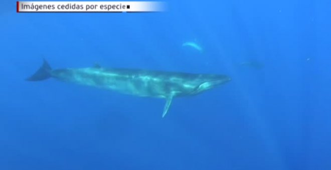 Raro avistamiento de ballenas en las Islas Canarias