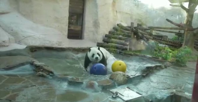 Baño refrescante para los osos del zoo de Moscú