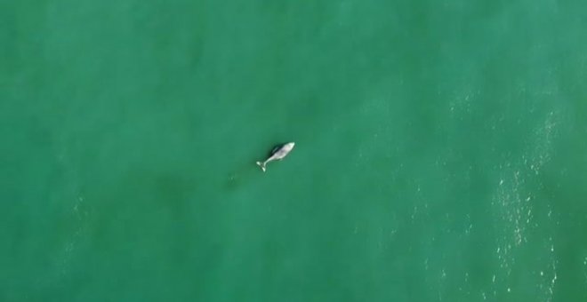 Encuentran una ballena muerta en las playas de Brasil