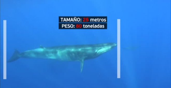 En 2021 se han duplicado los avistamientos de ballenas en las costas españolas