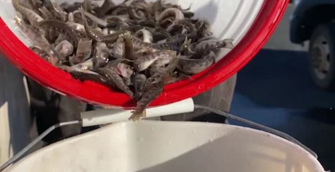 Arrojan miles de peces desde un avión para repoblar la fauna de un lago en Utah (EEUU)