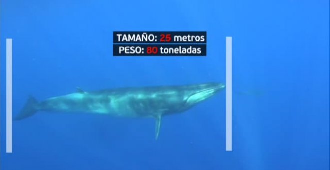 Impresionantes avistamientos de ballenas en la costa catalana del Garraf