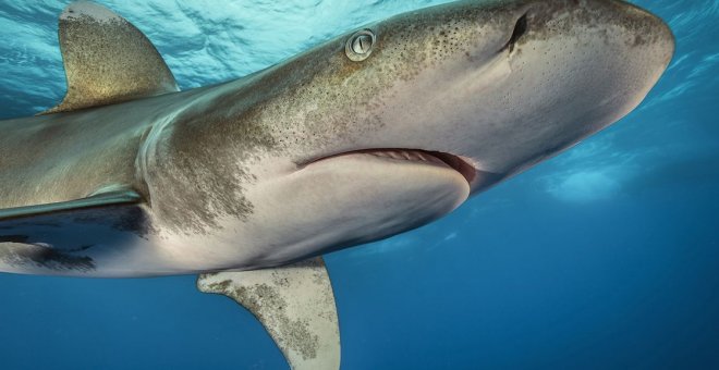 Brian Skerry, el fotógrafo que ha buceado 10.000 horas con tiburones