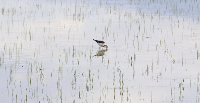 Humedales, un pulmón natural amenazado por el ladrillo en Catalunya