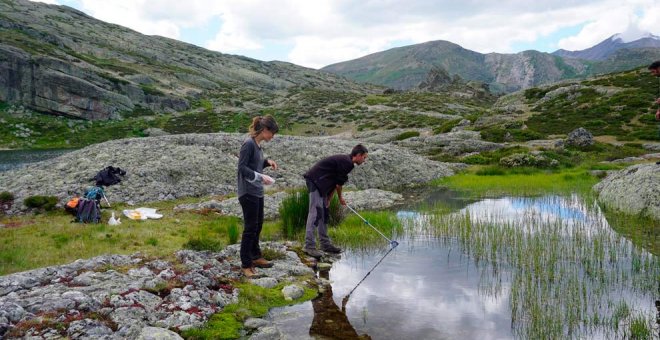 Red Cambera finaliza la búsqueda del hongo causante de la muerte de anfibios en la Cordillera Cantábrica