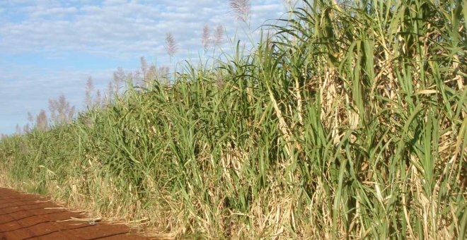 España sigue dependiendo de biocombustibles insostenibles