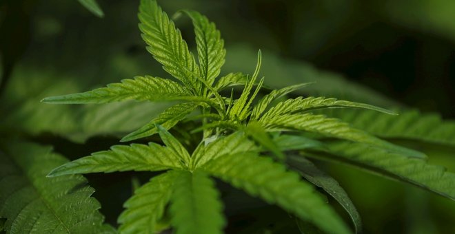 Perú legaliza el cultivo del cannabis medicinal para asociaciones de pacientes