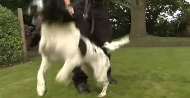 El perro de Boris Johnson acapara la atención en un acto oficial
