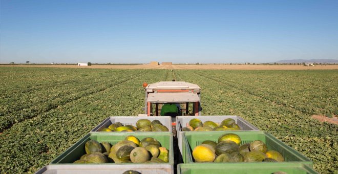 Castilla-La Mancha arranca la campaña del melón y la sandía con precios bajos