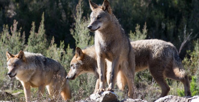 Cantabria registró casi 700 ataques de lobo con más de 1.200 reses muertas en nueve meses