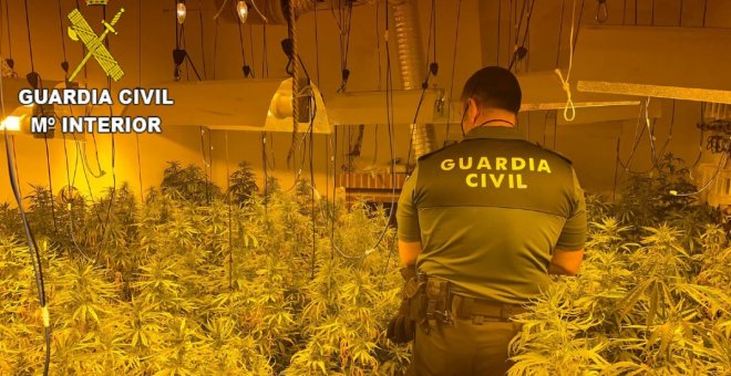 Desmantelan una plantación de marihuana con más de 240 plantas en San Martín de Pusa