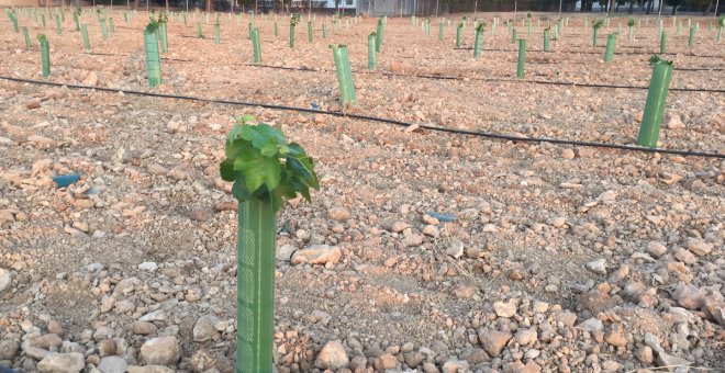 Castilla-La Mancha impulsa en el IVICAM de Tomelloso una investigación sobre los efectos del cambio climático en la vid