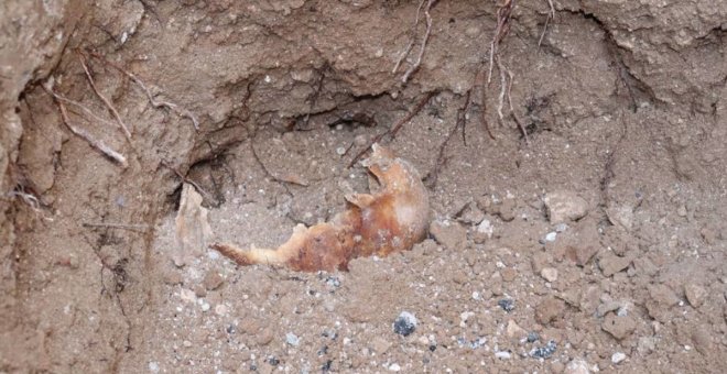 Aparecen restos óseos en las obras del Paseo de la Libertad de Albacete