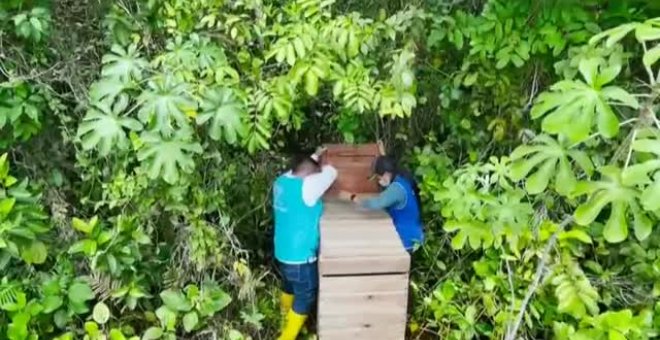 Liberan a unos 100 animales salvajes en la selva colombiana
