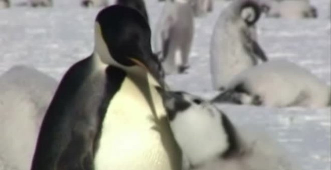 El pingüino emperador, en peligro por el cambio climático