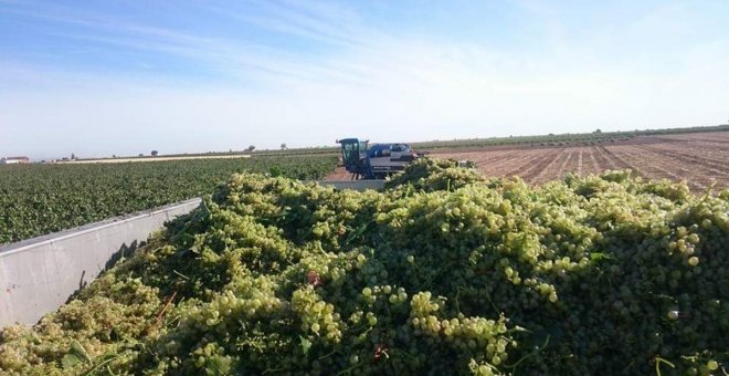 La campaña vitivinícola caerá un 20 por ciento respecto al año pasado en Castilla-La Mancha