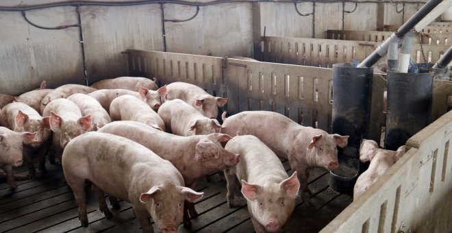 Discrepàncies entre ramaders i ecologistes per la moratòria de quatre anys en la construcció de granges de porcs