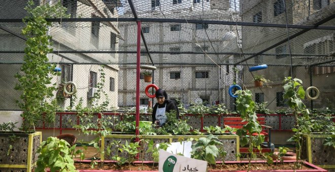 Los agricultores de Líbano se pasan al cannabis al no poder costear el resto de cultivos