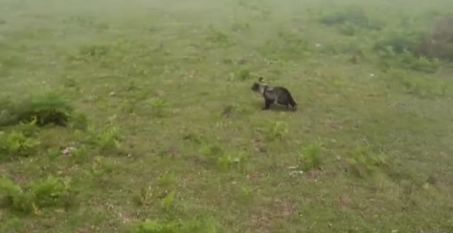 Entrañables imágenes de un osezno reintroducido en su medio natural en Cantabria