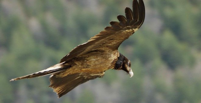 Cinco nuevos quebrantahuesos vuelan libres en el Parque Nacional de los Picos de Europa