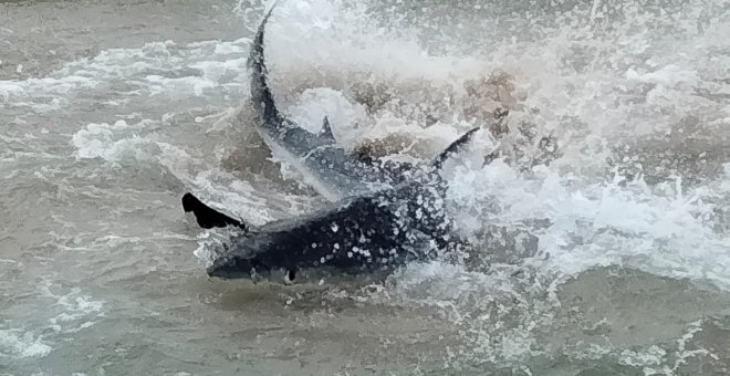 Un tiburón aparece en la playa de Benidorm