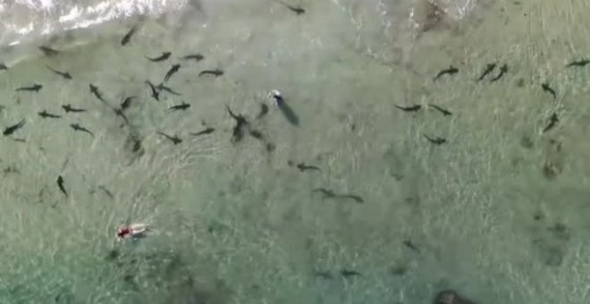 Tiburones leopardo nadan con los bañistas en una playa de California