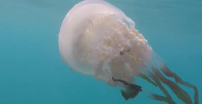 Las medusas gigantes regresan a las costas de Granada
