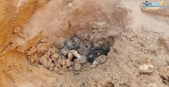 Crías de tortuga Caretta Caretta aparecen en una playa de Italia