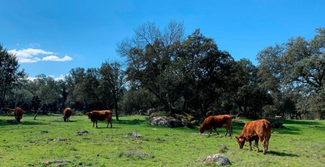 La agricultura ecológica de la región recibió en el primer semestre 57 millones de euros en ayudas