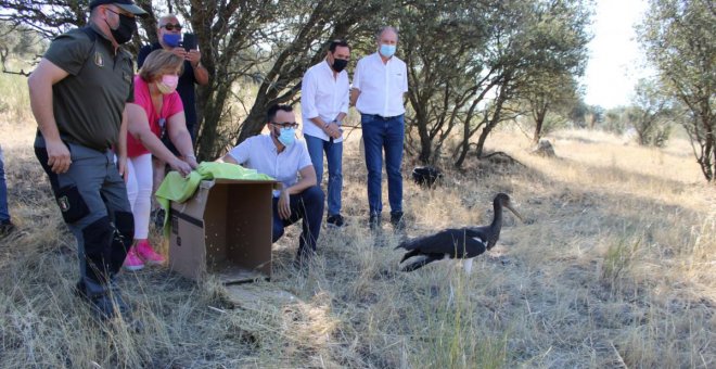 Liberan en el entorno natural de Almadén un ejemplar de cigüeña negra, ave declarada en peligro de extinción