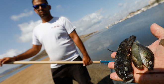 Cierran ocho playas de La Manga para retirar peces muertos del Mar Menor