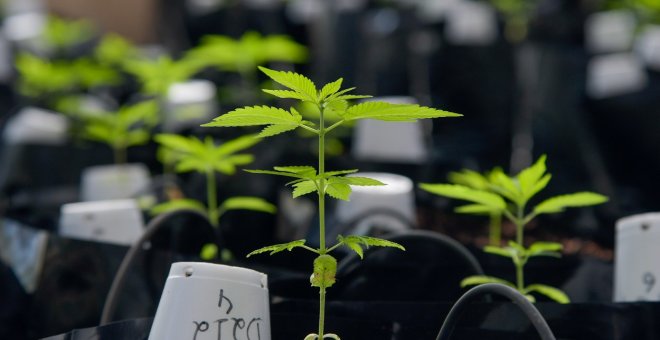La absolución de un acusado con 222 plantas ahonda la diferencia de criterios de los jueces con el cannabis