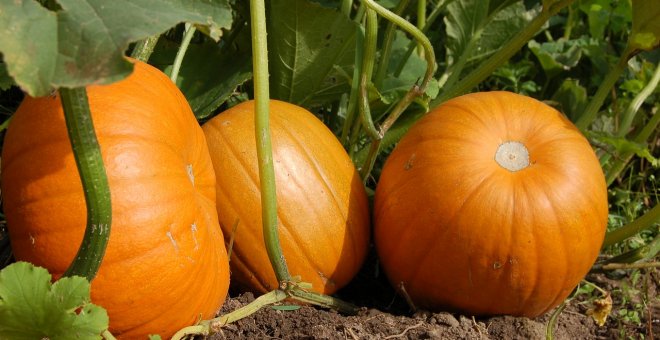 Cómo sembrar calabazas en tu casa