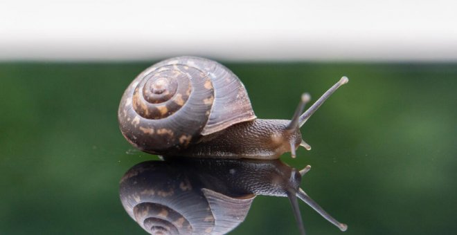 Canciones de verano / Si tú quieres bailar... ¡sopa de caracol!