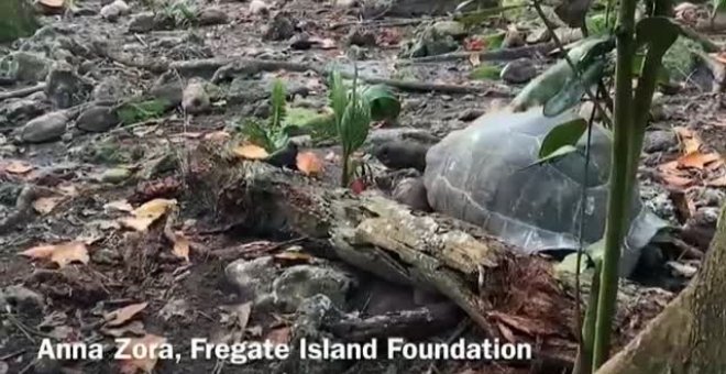 Una tortuga gigante ataca y se come a un pájaro en las Islas Seychelles