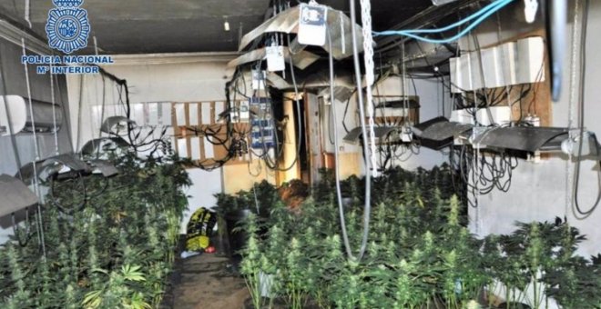 Descubren un cultivo con 424 plantas de marihuana después de un incendio fortuito en una vivienda de Puertollano