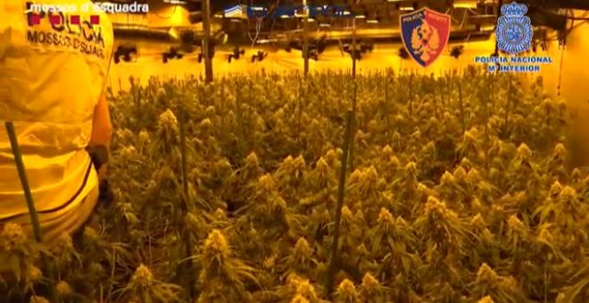 Más de un centenar de detenidos de una banda albanesa que traficaba con marihuana