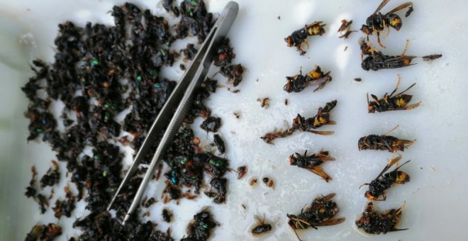 Astillero disminuye un 50% las capturas de avispa asiática, con 372 ejemplares