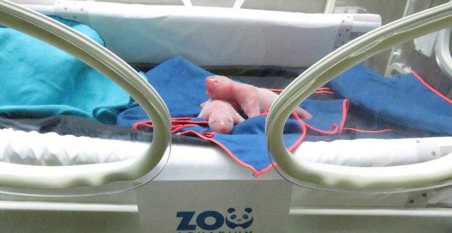 Los dos pandas gemelos recién nacidos en el Zoo de Madrid se encuentran en perfecto estado