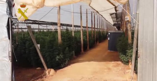 Intervenidas 125.000 plantas de "cannabis" en ocho plantaciones de cáñamo en Almería