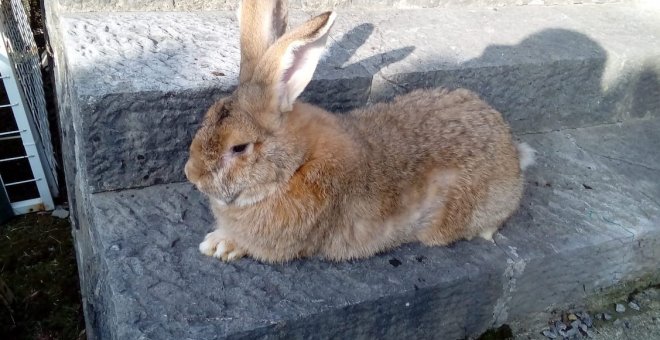 El conejo gigante de España, criado por amor para que no desaparezca