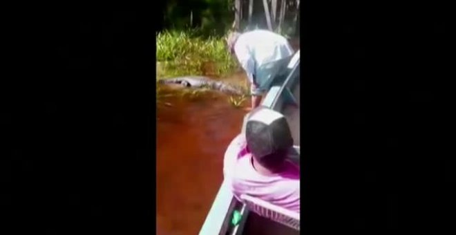 Un guía turístico en Bolivia se hace amigo de un peligroso caimán de los pantanos