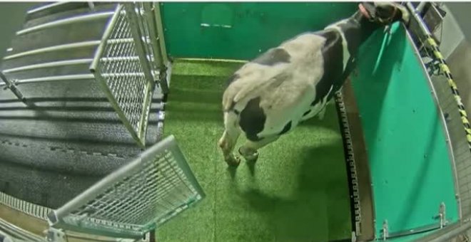Científicos alemanes enseñan a las vacas a ir al baño para disminuir la contaminación