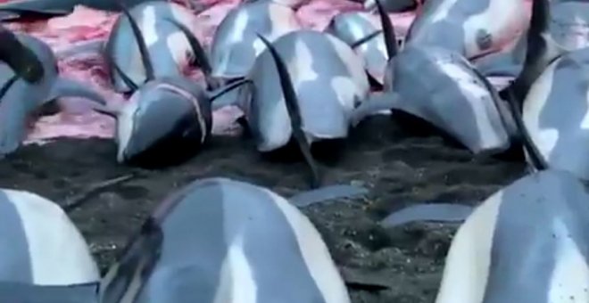 Más de 1.400 delfines son masacrados en la Islas Feroe