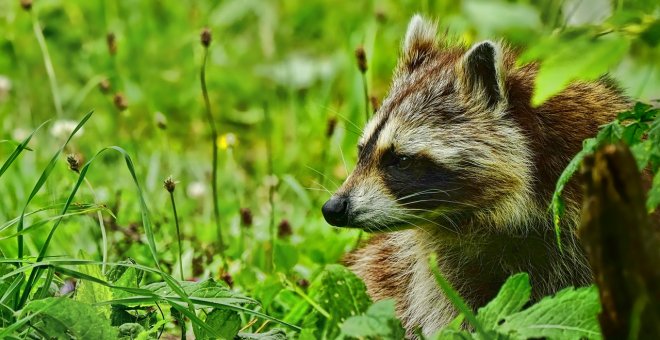 6 mascotas que están prohibidas en España