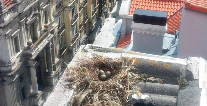 La campaña de control de gaviotas permite la retirada de 180 nidos y 369 huevos