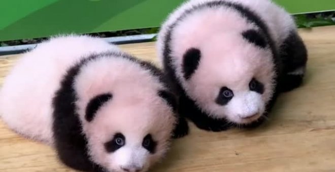 Dos bebés panda gemelos se presentan en público 100 días después de su nacimiento en China