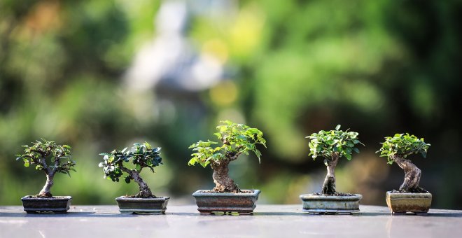 Descubre 11 tipos de bonsáis diferentes