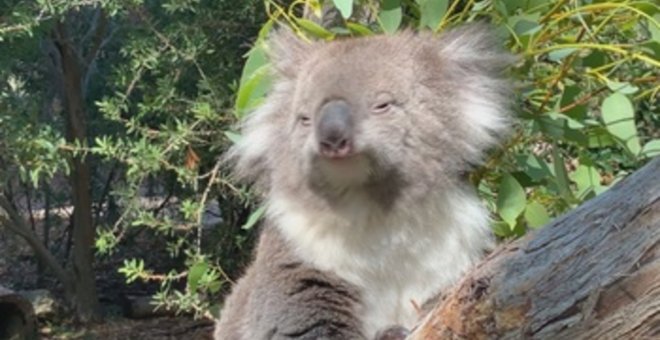 La población de koalas se redujo en un 30 por ciento desde 2018